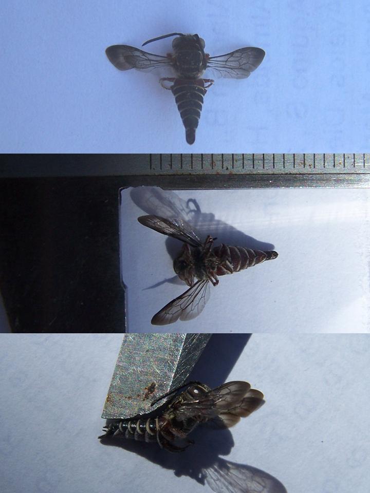 FIGURE 13 FIGURE 13